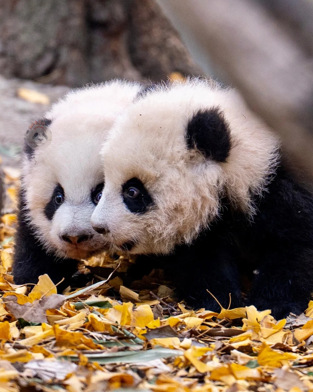 Medical Tourism in China | Suzhou Fenglin International