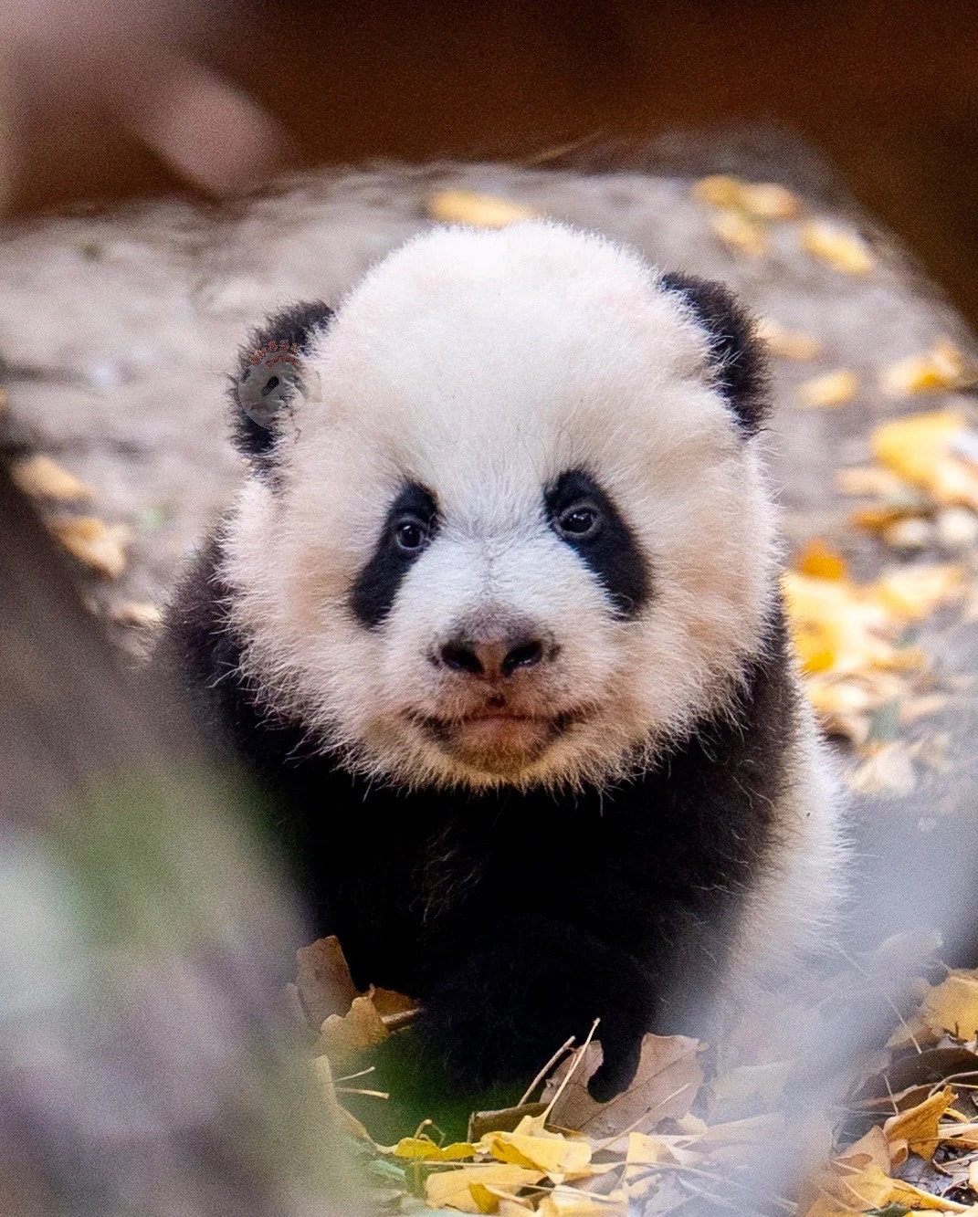 Medical Tourism in China | Suzhou Fenglin International