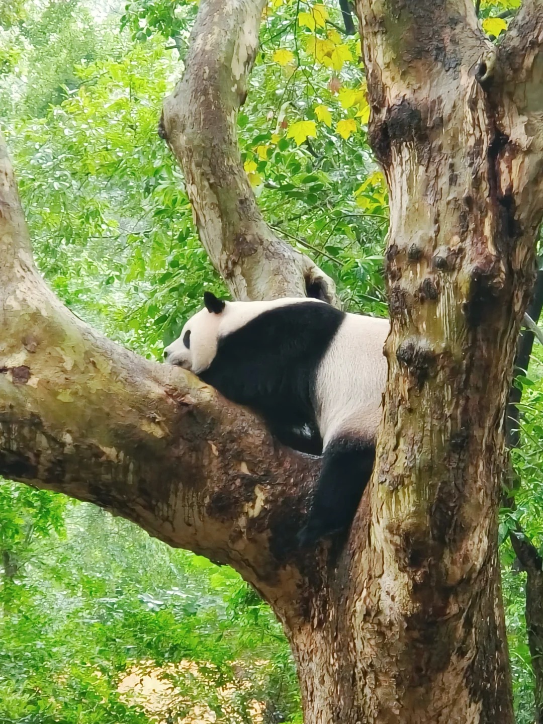 Medical Tourism in China | Suzhou Fenglin International