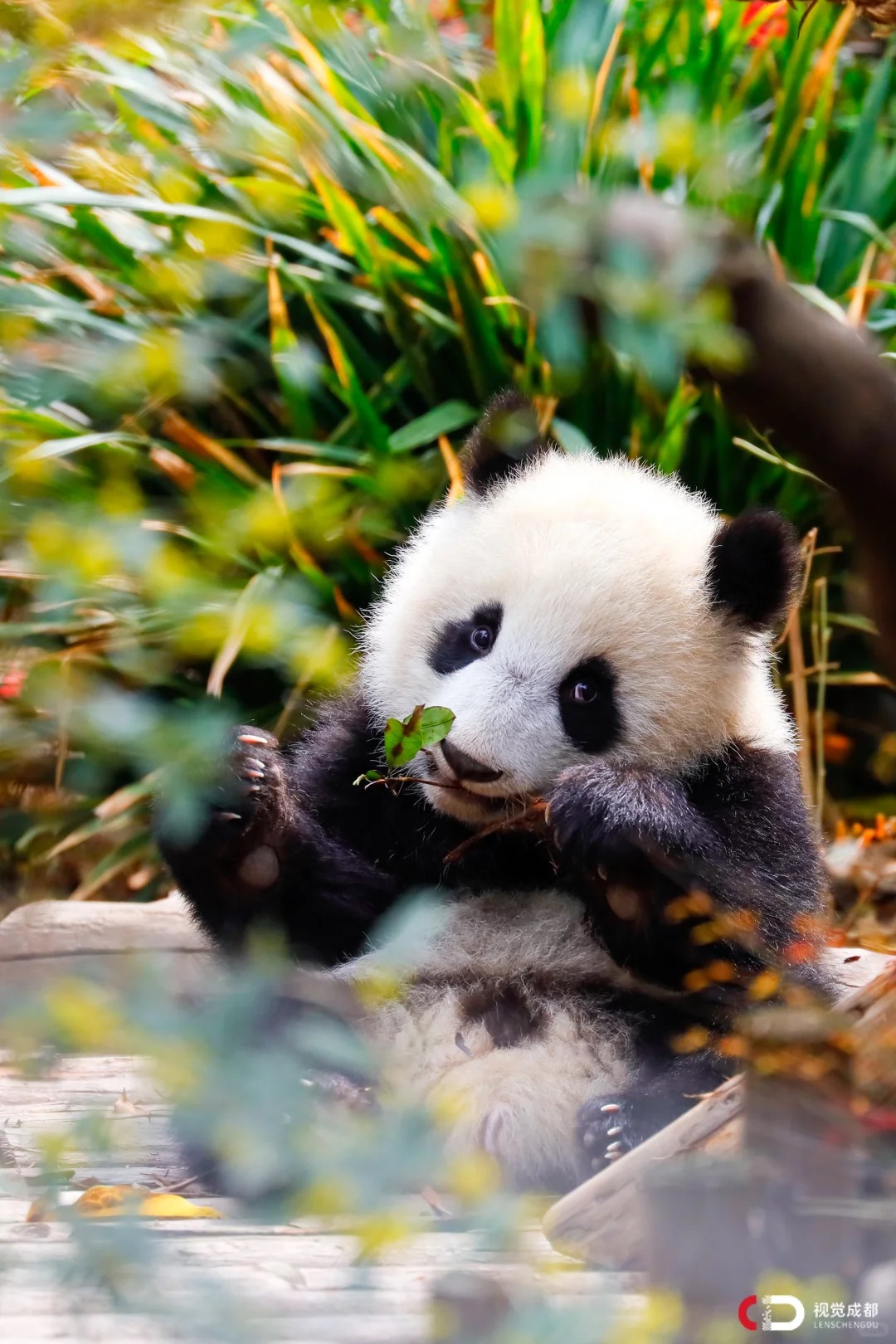 Medical Tourism in China | Suzhou Fenglin International