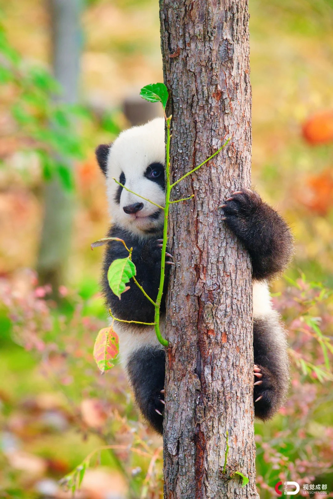 Medical Tourism in China | Suzhou Fenglin International