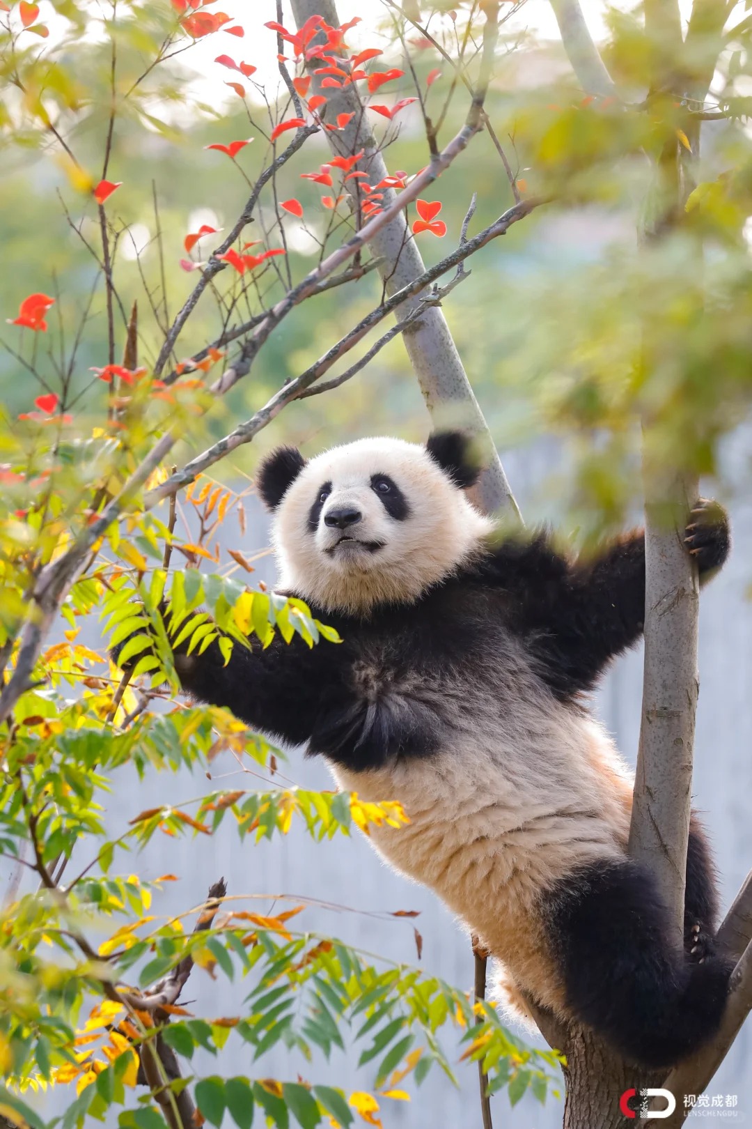 Medical Tourism in China | Suzhou Fenglin International