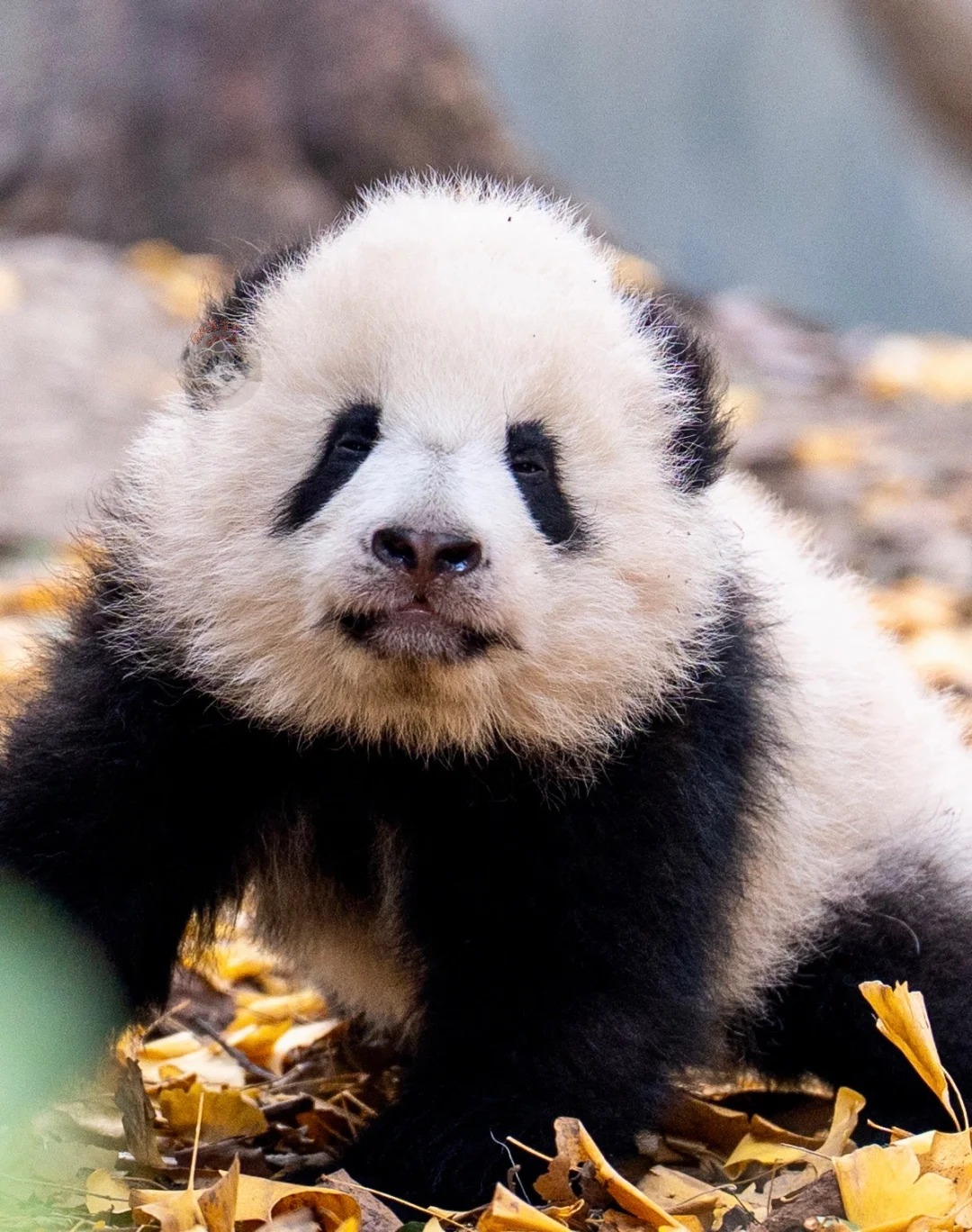 Medical Tourism in China | Suzhou Fenglin International