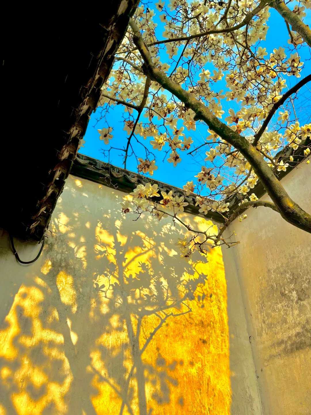 Medical Tourism in China | Suzhou Fenglin International