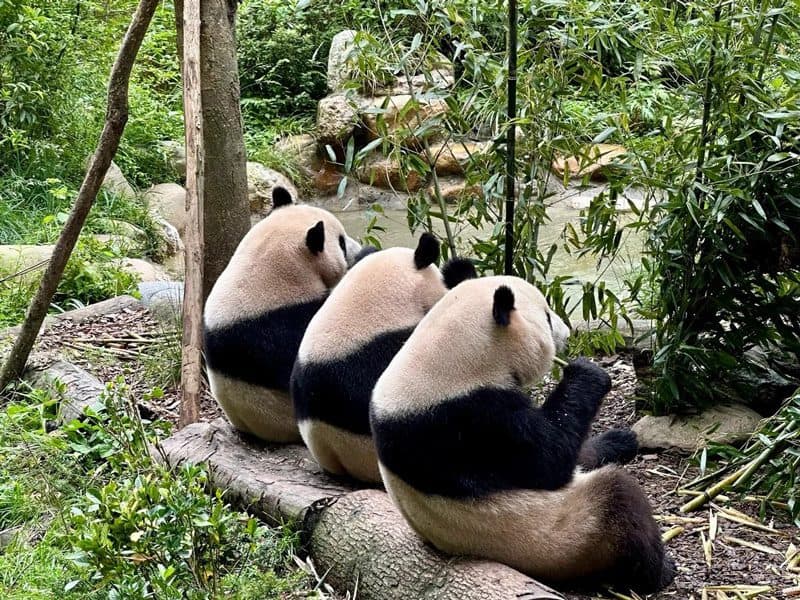 Medical Tourism in China | Suzhou Fenglin International