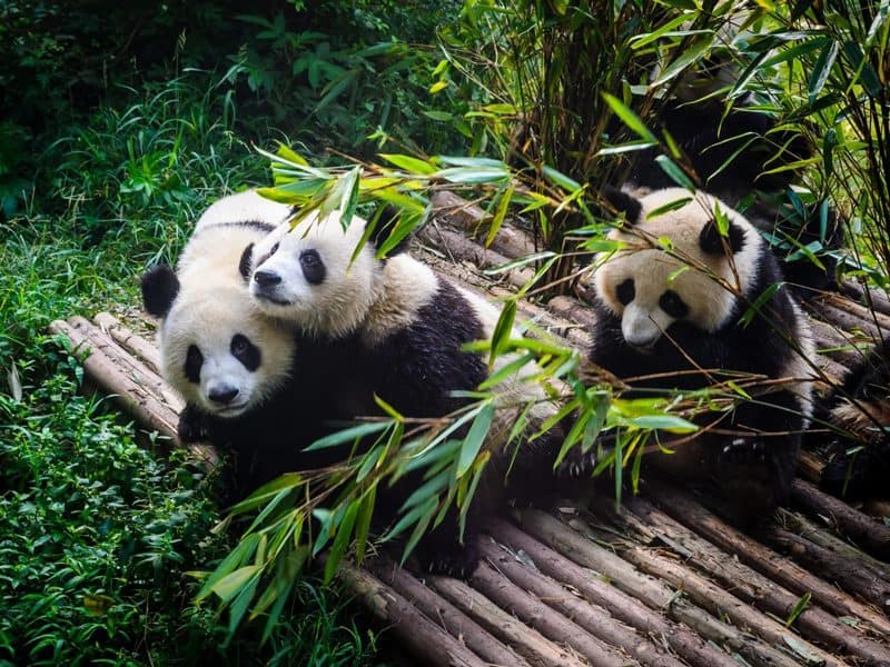 Medical Tourism in China | Suzhou Fenglin International