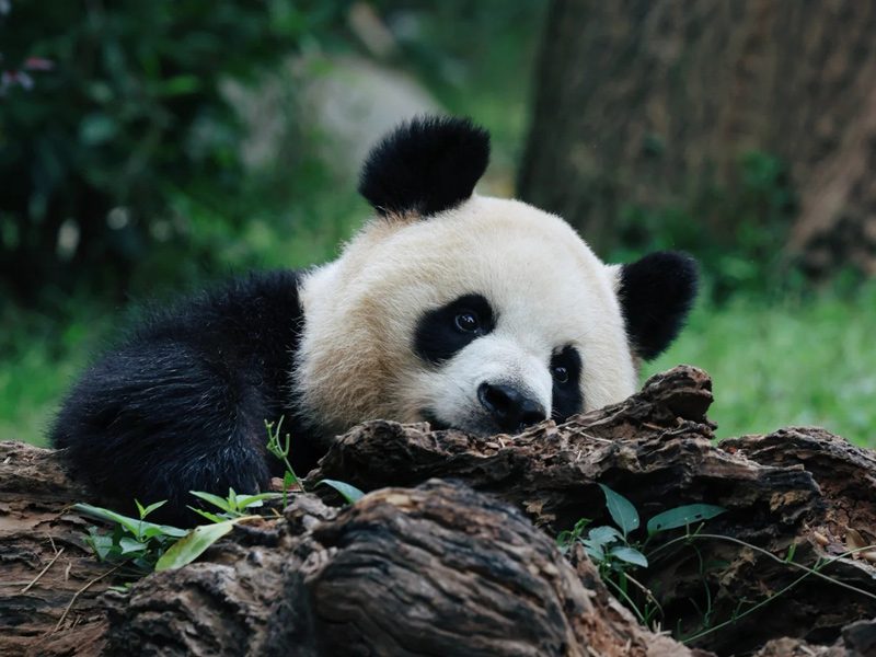 Medical Tourism in China | Suzhou Fenglin International